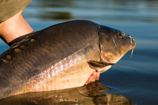 Exploring the Top Carp Fishing Gear of 2024 and Glimpsing into 2025's Innovations